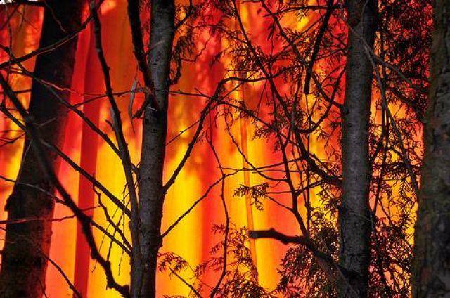 Zagrożenie pożarowe w lasach - Poradnik